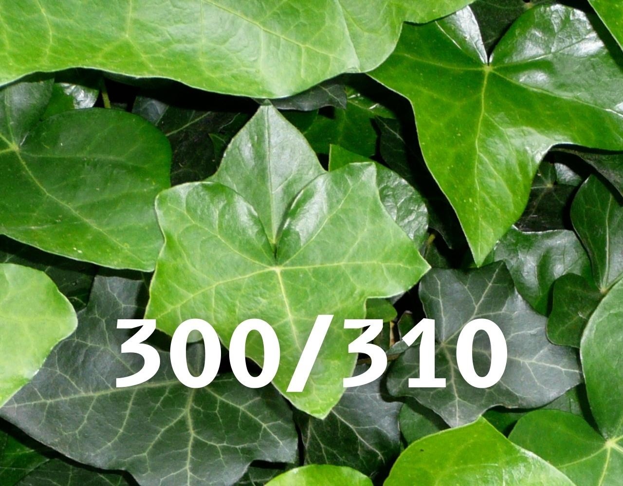 Mijnhedera Klimop-Hedera hibernica 300-310cm hoog