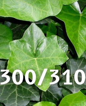 Mijnhedera Klimop-Hedera hibernica 300-310cm