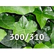 Mijnhedera Klimop-Hedera hibernica 300-310cm hoog