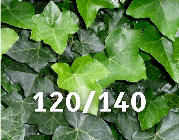 Klimop-Hedera hibernica 120-140 cm hoog Klimop-Hedera hibernica 120-140 cm hoog
