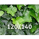 Klimop-Hedera hibernica 120/140 Klimop-Hedera hibernica 120/140