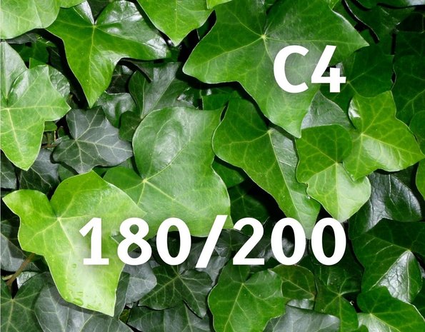 Hedera Hibernica Klimop 180-200 cm C4 potmaat Hedera Hibernica Klimop 180-200 cm C4 potmaat