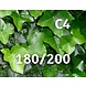 Hedera Hibernica Klimop 180/200 cm C4 Hedera Hibernica Klimop 180/200 cm C4