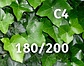 Klimop Hedera Hibernica C4 180-200cm Klimop Hedera Hibernica C4 180-200cm