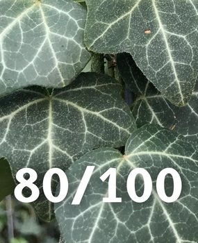 Klimop-Hedera Helix 80-100cm Klimop-Hedera Helix 80-100cm