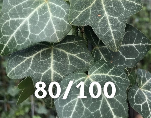 Kleinbladige Klimop hedera helix 80-100cm hoog