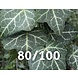 Kleinbladige Klimop hedera helix Kleinbladige Klimop hedera helix
