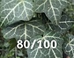 Klimop-Hedera Helix 80-100cm