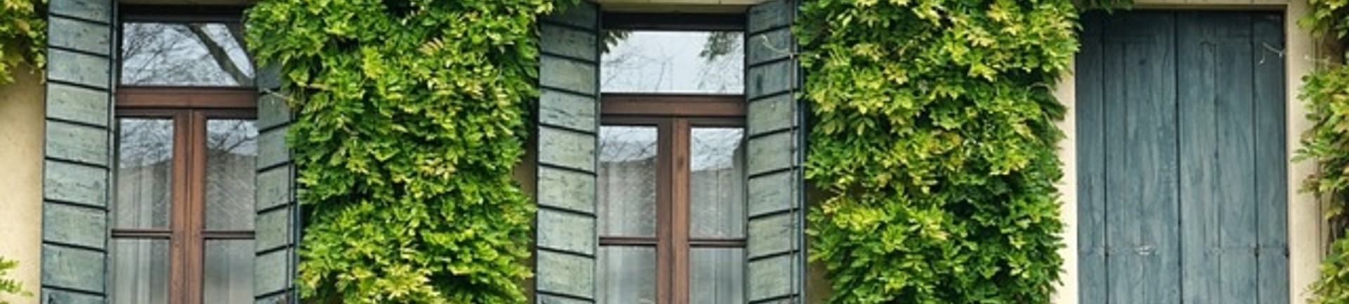 Klimop tegen de muur: alle voordelen en nadelen op een rij!