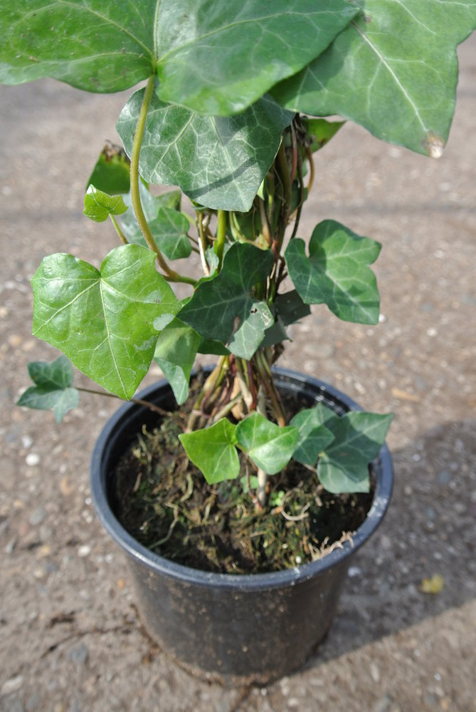 Mijnhedera Klimop Hedera hibernica 150-175cm hoog Mijnhedera Klimop Hedera hibernica 150-175cm hoog