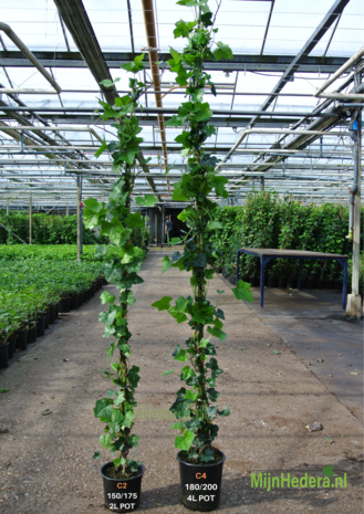 Mijnhedera Klimop Hedera hibernica 150-175cm hoog Mijnhedera Klimop Hedera hibernica 150-175cm hoog