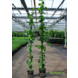 Hedera Hibernica Klimop 180/200 cm C4 Hedera Hibernica Klimop 180/200 cm C4