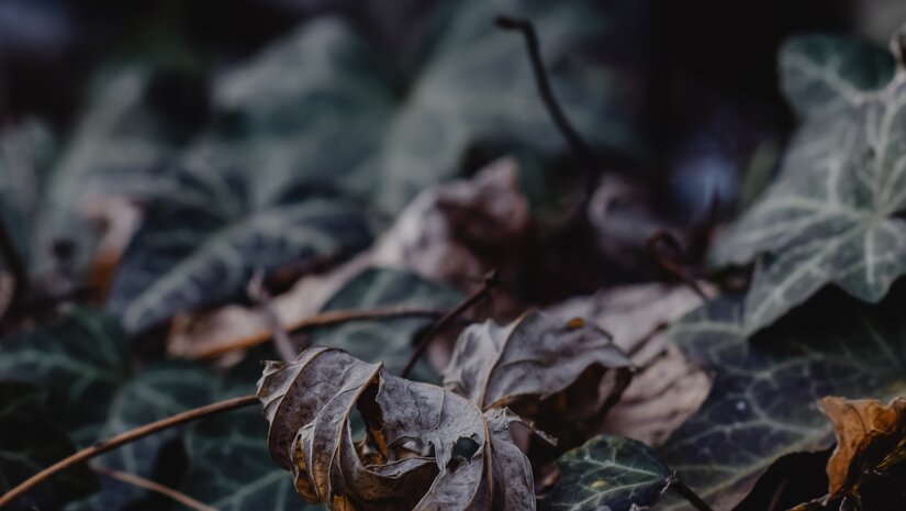 Rode hedera? Dit doet u ertegen
