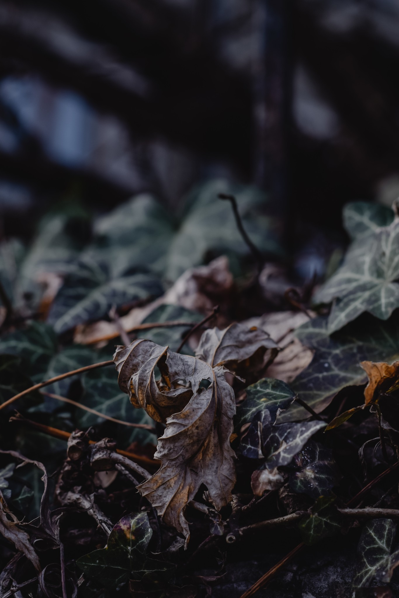 Rode hedera? Dit doet u ertegen