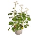 Struikklimop Hedera helix arborescens Struikklimop Hedera helix arborescens