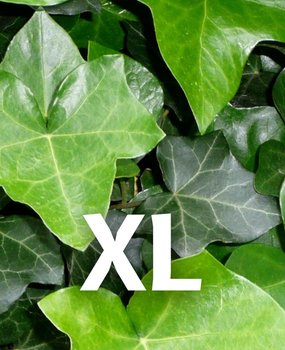 Mijnhedera Klimop-Hedera Hibernica 40-60 cm