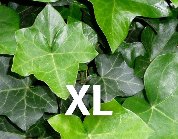 Mijnhedera Klimop-Hedera Hibernica 40-60cm