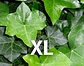 Klimop-Hedera Hibernica 40-60 cm