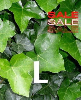 Klimop-Hedera Hibernica bodembedekker 30-40