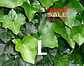 Klimop-Hedera Hibernica bodembedekker vanaf 20cm Klimop-Hedera Hibernica bodembedekker vanaf 20cm