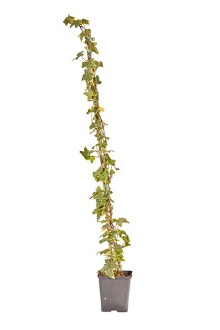 Klimop-Hedera Helix Goldchild 80-100cm hoog