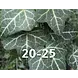 Klimop-Hedera Helix 30-50cm hoog Klimop-Hedera Helix 30-50cm hoog