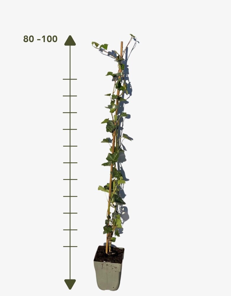 Klimop-Hedera Hibernica 80-100 cm hoog Klimop-Hedera Hibernica 80-100 cm hoog