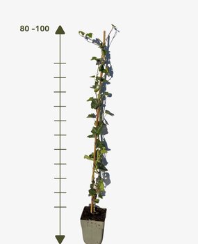 Klimop-Hedera Hibernica 80-100cm Klimop-Hedera Hibernica 80-100cm