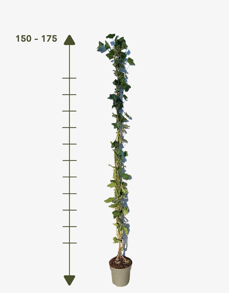Mijnhedera Klimop Hedera hibernica 150-175cm hoog Mijnhedera Klimop Hedera hibernica 150-175cm hoog