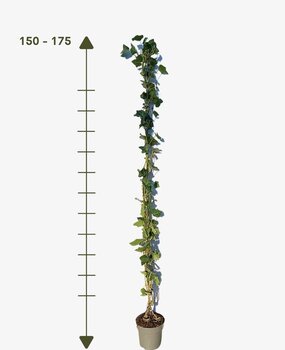 Klimop-Hedera hibernica 150-175cm Klimop-Hedera hibernica 150-175cm