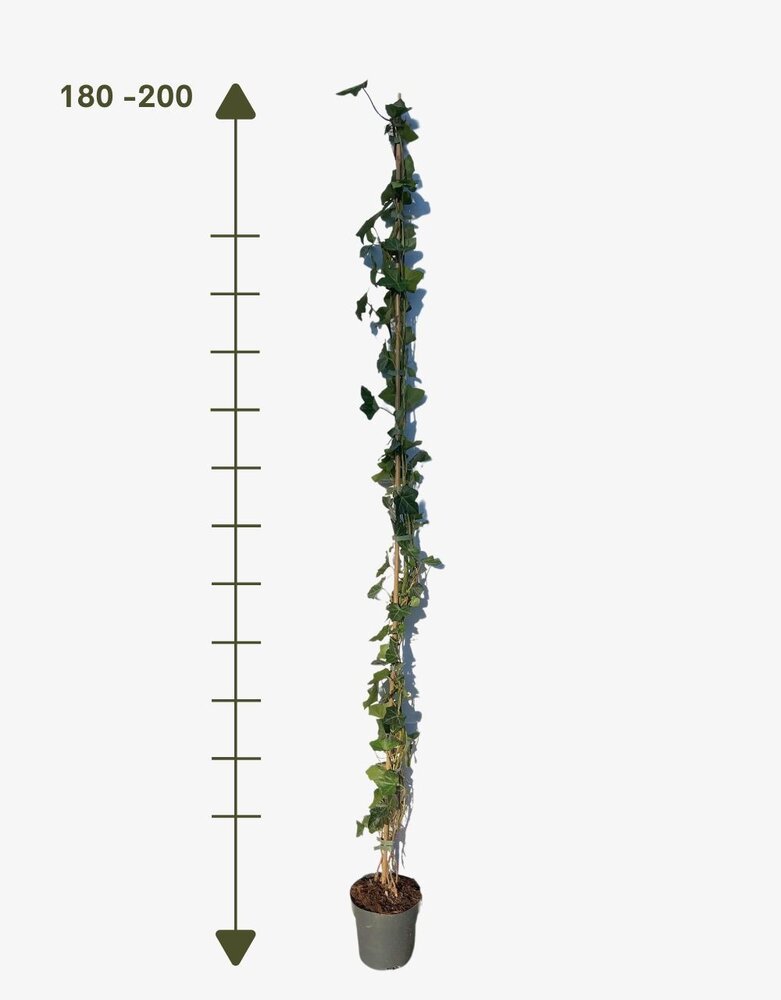Mijnhedera Klimop Hedera Hibernica 180-200cm hoog  C2 potmaat