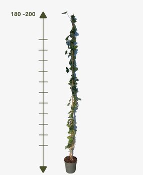 Klimop-Hedera Hibernica C2 180-200cm Klimop-Hedera Hibernica C2 180-200cm