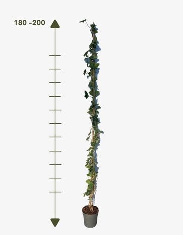 Mijnhedera Klimop Hedera Hibernica 180-200cm hoog  C2 potmaat