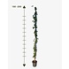 Mijnhedera Klimop Hedera Hibernica 180-200cm hoog  C2 potmaat