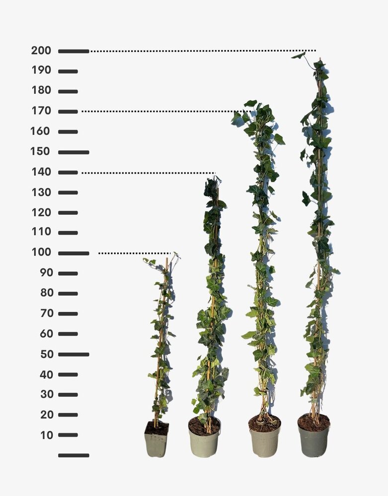Klimop Hedera Hibernica 180-200cm hoog  C2 potmaat