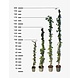 Mijnhedera Klimop Hedera Hibernica 180-200cm hoog  C2 potmaat