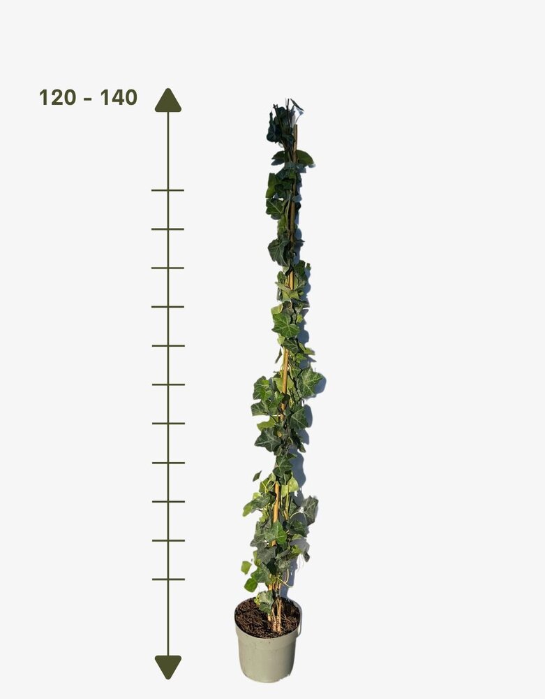 Klimop-Hedera hibernica 120-140 cm hoog Klimop-Hedera hibernica 120-140 cm hoog