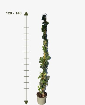 Klimop-Hedera hibernica 120-140cm Klimop-Hedera hibernica 120-140cm