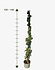 Klimop-Hedera hibernica 120-140cm Klimop-Hedera hibernica 120-140cm