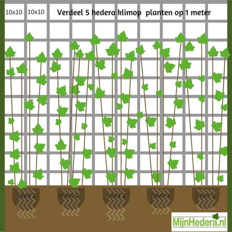 Klimop Hedera Hibernica 180-200cm hoog  C2 potmaat