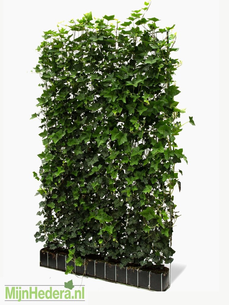 Hedera schutting 120 x 180 cm Hedera schutting 120 x 180 cm