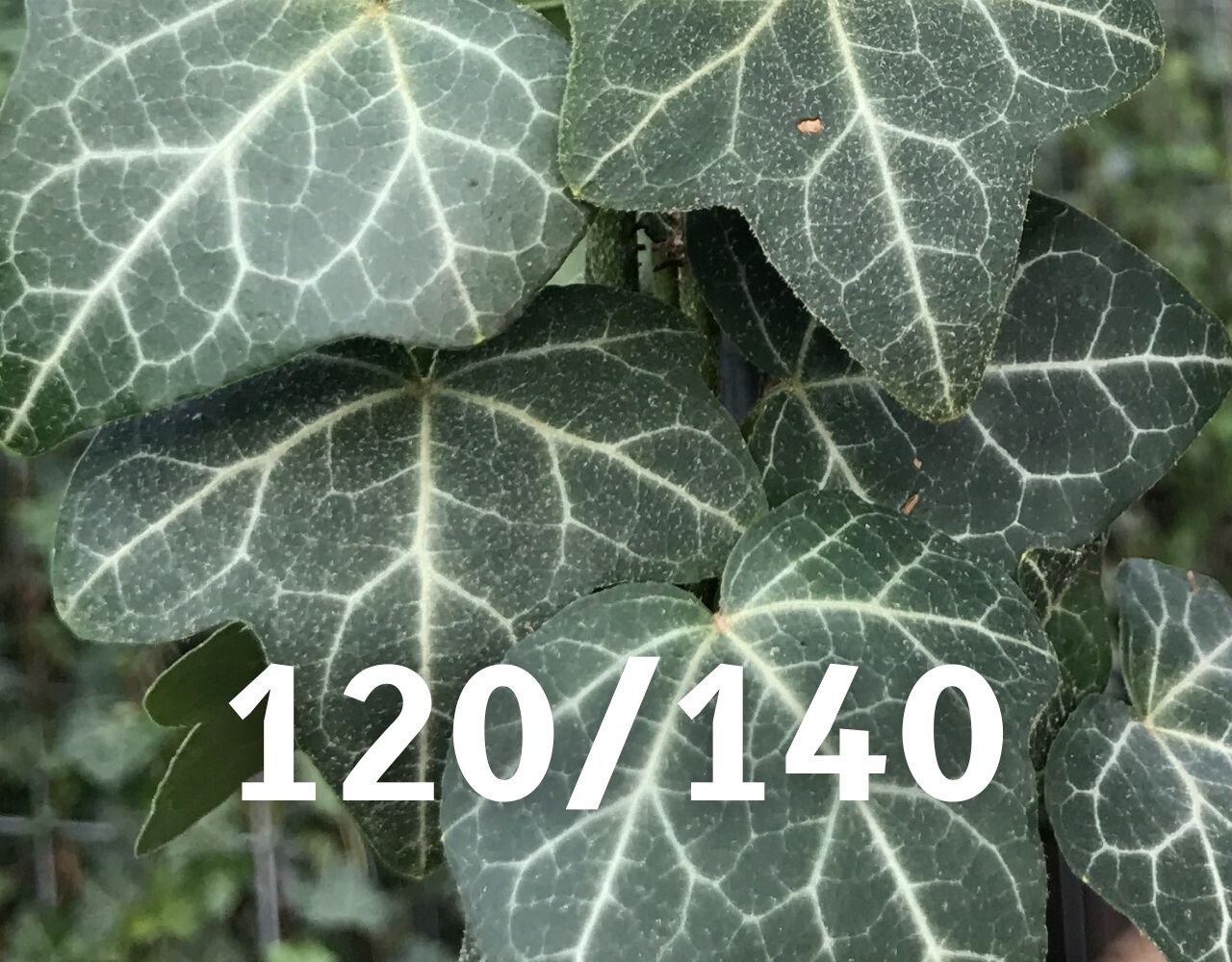 Kleinbladige Hedera Helix 120-140 cm hoog