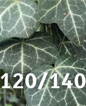 Klimop-Hedera Helix 120-140 cm