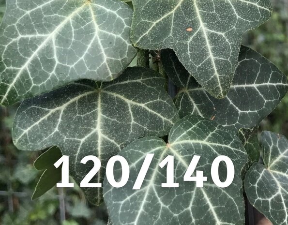 Kleinbladige Hedera Helix 120-140 cm hoog