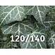 Kleinbladige Hedera Helix 120-140 cm hoog