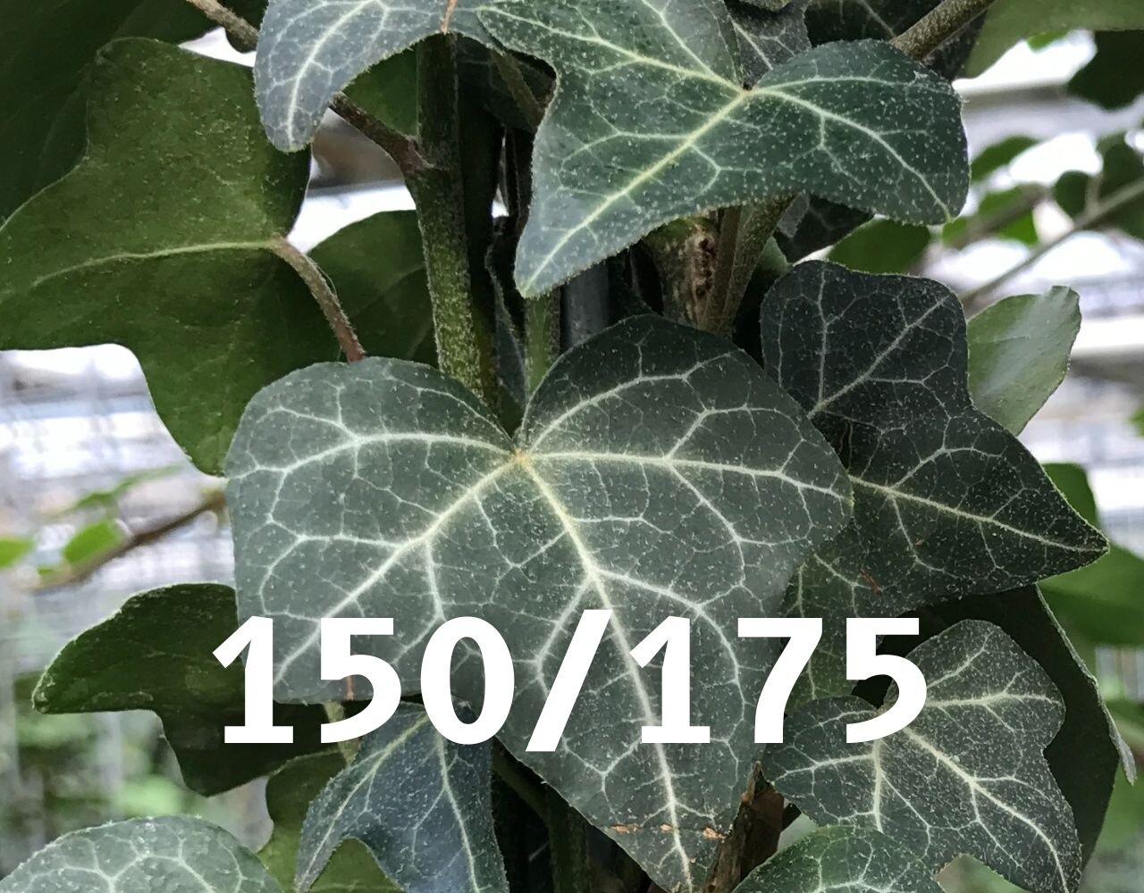 Kleinbladige Hedera Helix 150-175cm hoog