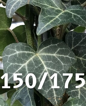 Klimop-Hedera Helix 150-175cm
