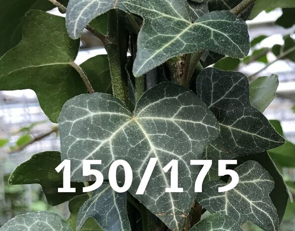 Kleinbladige Hedera Helix 150-175cm hoog