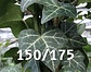 Klimop-Hedera Helix 150-175cm