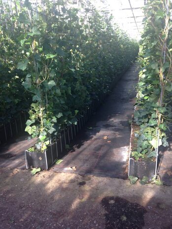 Mijnhedera Hedera schutting 120 x 200 cm Mijnhedera Hedera schutting 120 x 200 cm